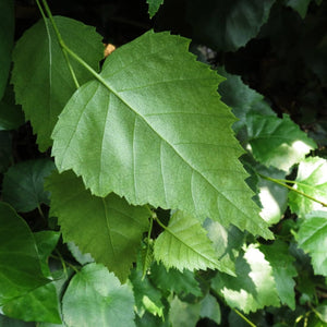 Silver Birch Hedging | Betula pendula Shrubs