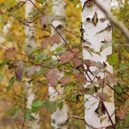 Silver Birch Hedging | Betula pendula Shrubs