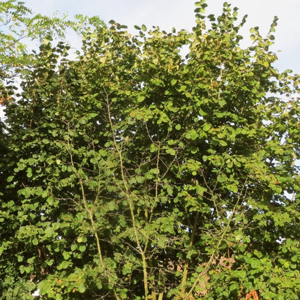 Silver Birch Hedging | Betula pendula Shrubs