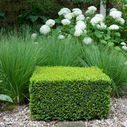 Common Box Hedging | Buxus sempervirens Shrubs