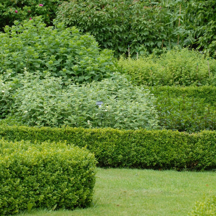 Common Box Hedging | Buxus sempervirens Shrubs