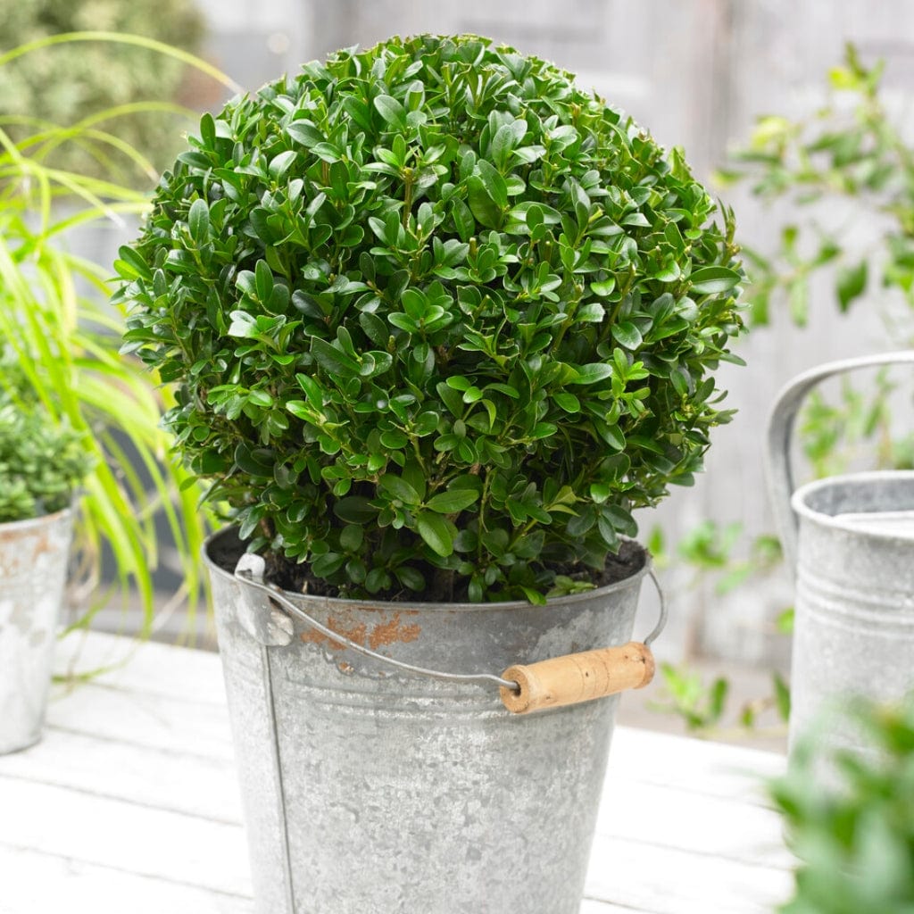 Common Box Hedging Buxus sempervirens Roots Plants
