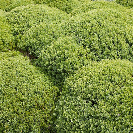 Common Box Hedging | Buxus sempervirens Shrubs