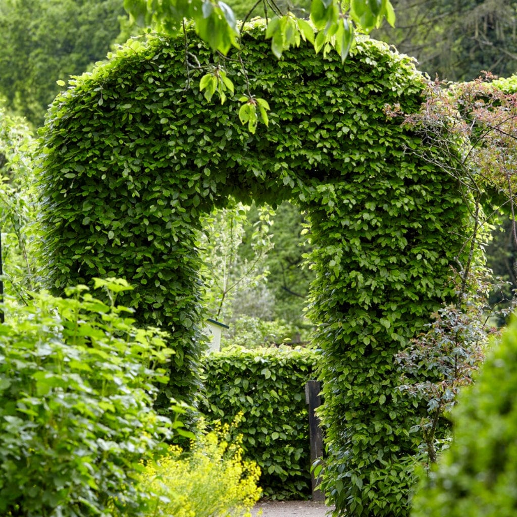 Common Hornbeam Hedging | Carpinus betulus