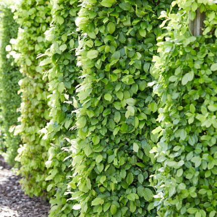 Common Hornbeam Hedging | Carpinus betulus Shrubs