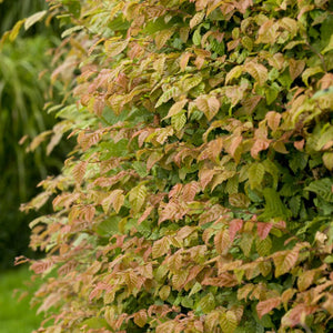 Common Hornbeam Hedging | Carpinus betulus Shrubs