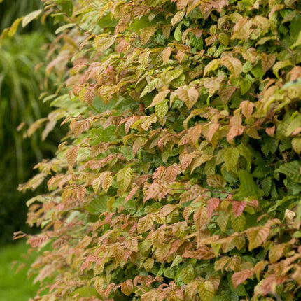 Common Hornbeam Hedging | Carpinus betulus Shrubs