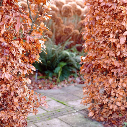 Common Hornbeam Hedging | Carpinus betulus Shrubs