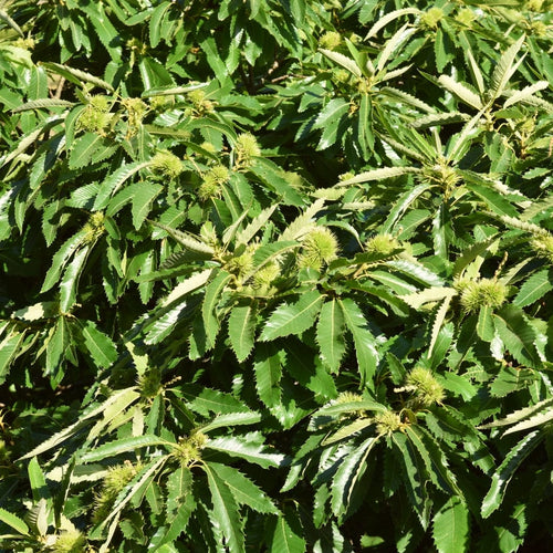 Sweet Chestnut Hedging | Castanea sativa Shrubs