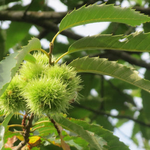 Sweet Chestnut Hedging | Castanea sativa Shrubs