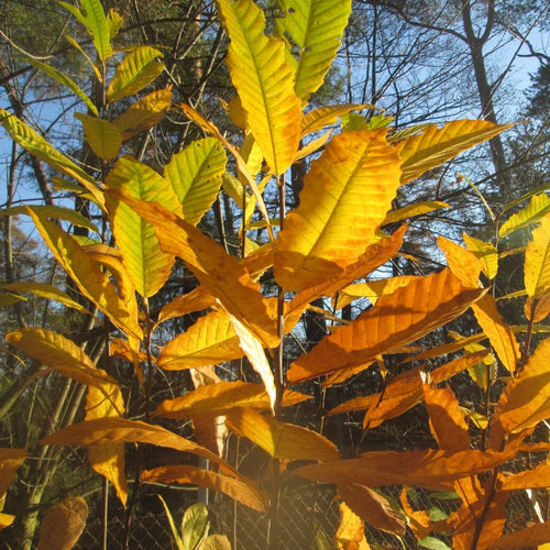 Sweet Chestnut Hedging | Castanea sativa Shrubs