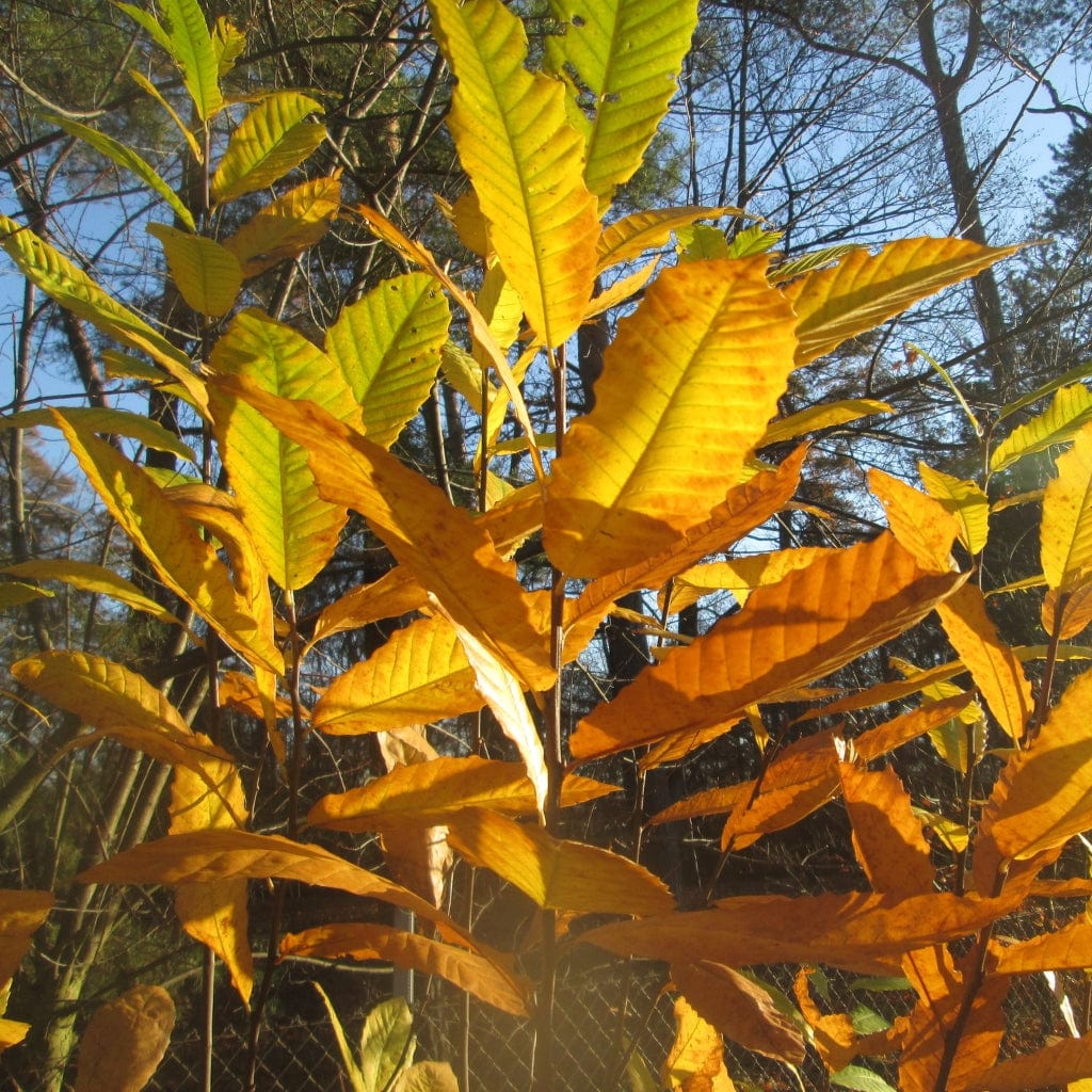 Chestnut Roots Sweet Chestnut Hedging | Castanea sativa - Roots Plants