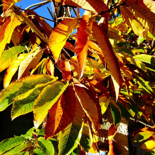 Sweet Chestnut Hedging | Castanea sativa Shrubs