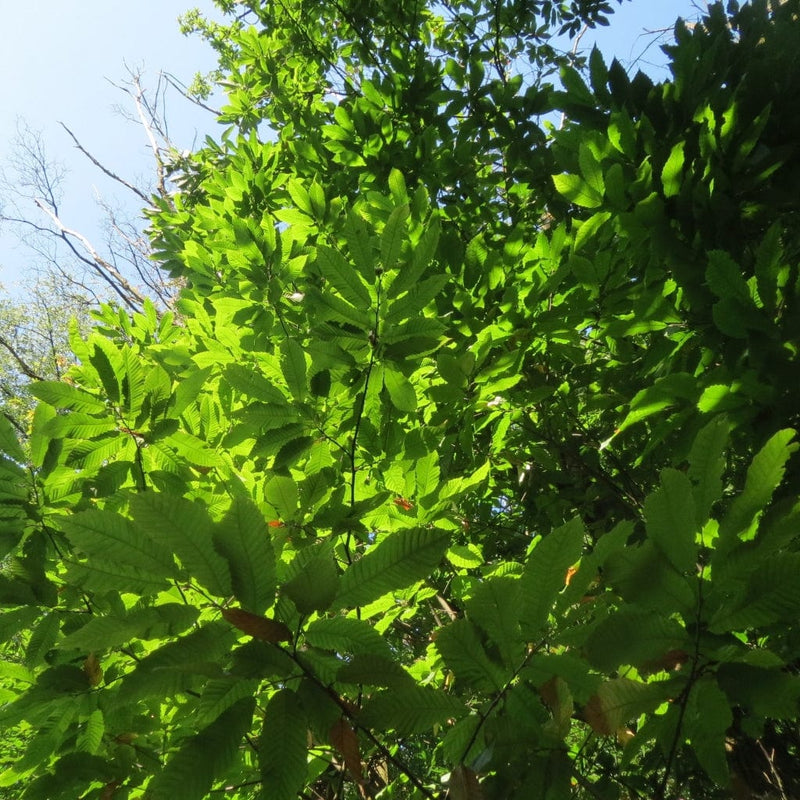 Sweet Chestnut Hedging | Castanea sativa Shrubs