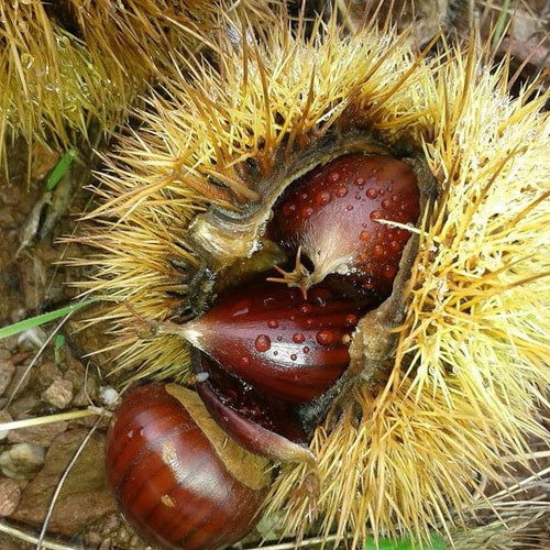 Sweet Chestnut Hedging | Castanea sativa Shrubs
