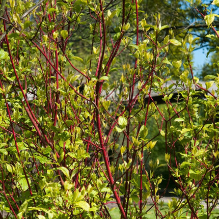 Red-Stemmed Dogwood Hedging | Cornus alba Shrubs