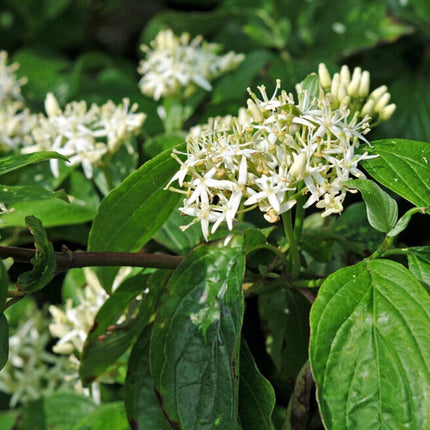 Red-Stemmed Dogwood Hedging | Cornus alba Shrubs