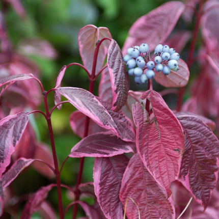 Red-Stemmed Dogwood Hedging | Cornus alba Shrubs