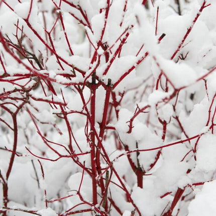 Red-Stemmed Dogwood Hedging | Cornus alba Shrubs