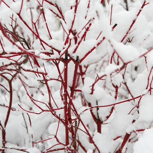 Best All Seasons Hedging | Growers Choice Shrubs