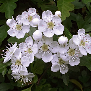 Common Hawthorn Hedging | Crataegus monogyna Shrubs