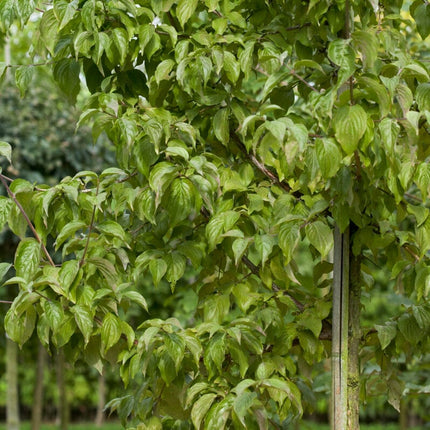 Cherry Dogwood Hedging | Cornus mas Shrubs