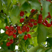 Cherry Dogwood Hedging | Cornus mas Shrubs