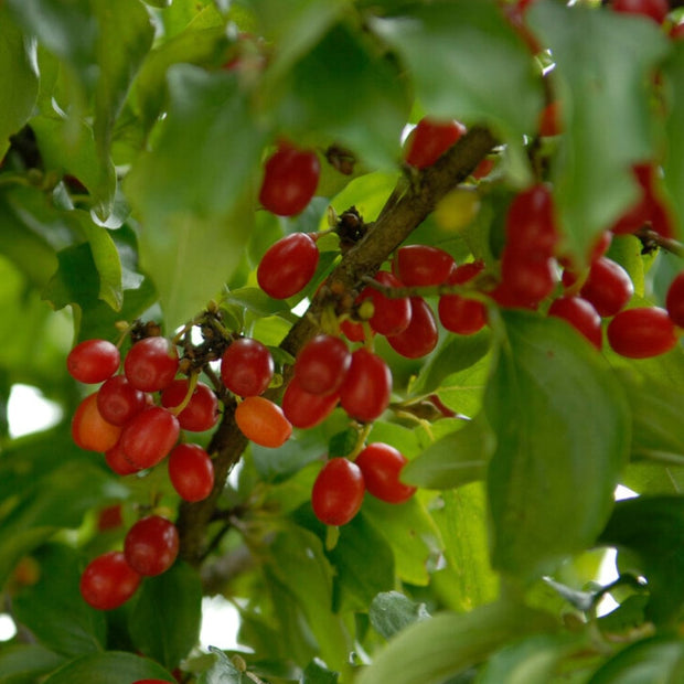 Cherry Dogwood Hedging | Cornus mas Shrubs