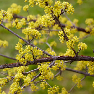 Cherry Dogwood Hedging | Cornus mas Shrubs