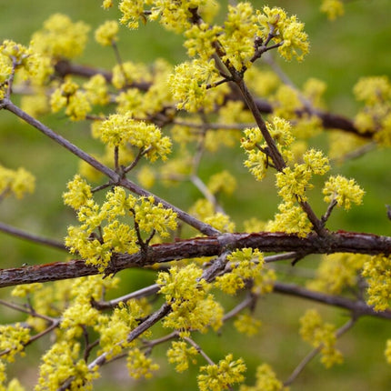 Cherry Dogwood Hedging | Cornus mas Shrubs