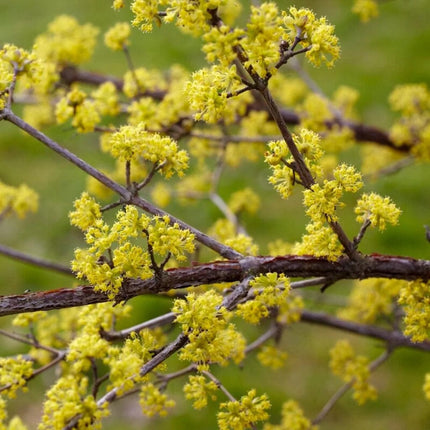 Best Mixed Native Wildlife Hedging | Growers' Choice Shrubs