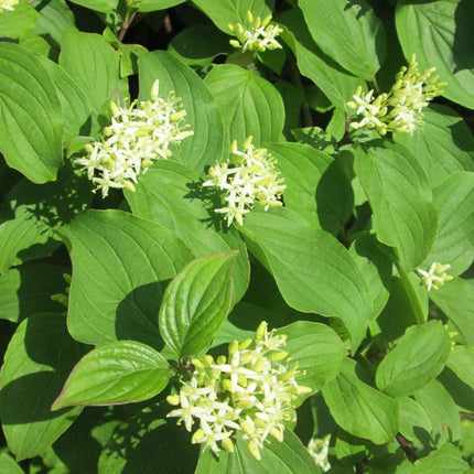 Common Dogwood Hedging | Cornus sanguinea Shrubs