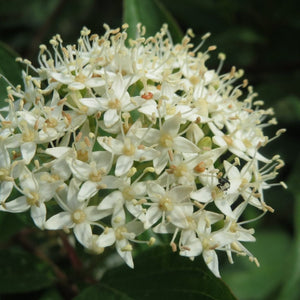 Common Dogwood Hedging | Cornus sanguinea Shrubs