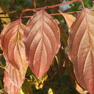 Common Dogwood Hedging | Cornus sanguinea Shrubs