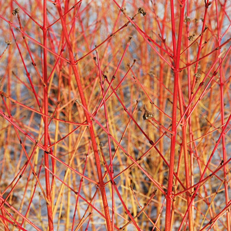 Ultimate Warming Winter Plants Collection