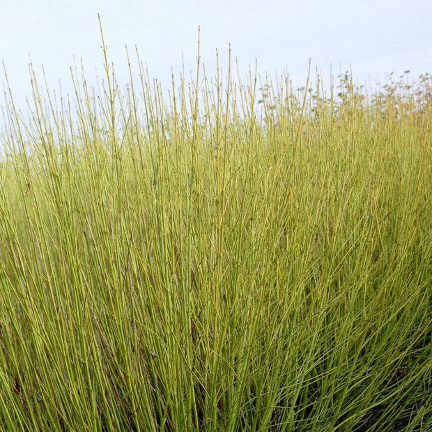 Red Osier Dogwood Hedging | Cornus stolonifera 'Flaviramea' Shrubs