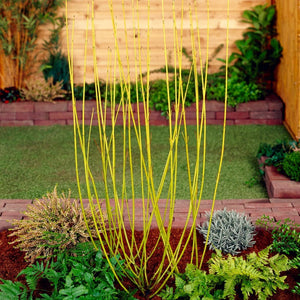 Best Value Cornus Collection | Winter Hedging Shrubs