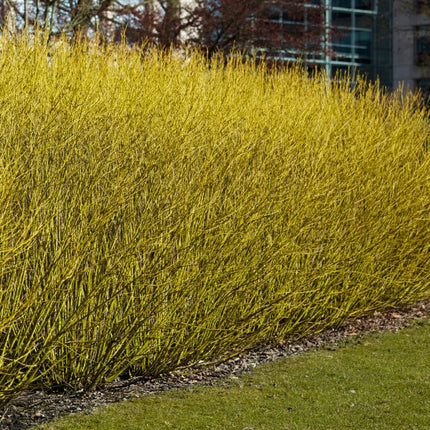 Red Osier Dogwood Hedging | Cornus stolonifera 'Flaviramea' Shrubs