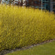 Red Osier Dogwood Hedging | Cornus stolonifera 'Flaviramea' Shrubs