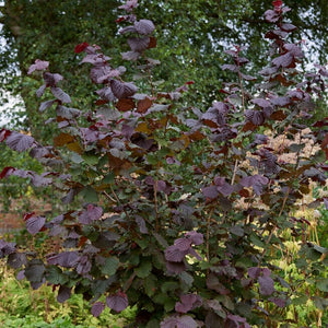 Common Hazel Hedging | Corylus avellana Shrubs