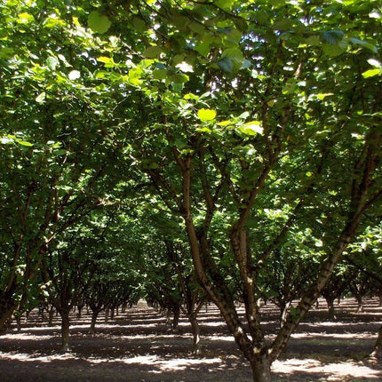 Common Hazel Hedging | Corylus avellana Shrubs