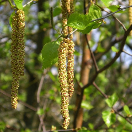 Common Hazel Hedging | Corylus avellana Shrubs