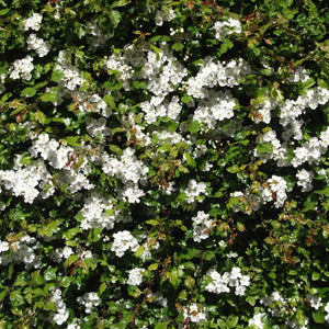 Common Hawthorn Hedging | Crataegus monogyna Shrubs