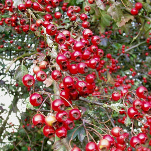 Common Hawthorn Hedging | Crataegus monogyna Shrubs