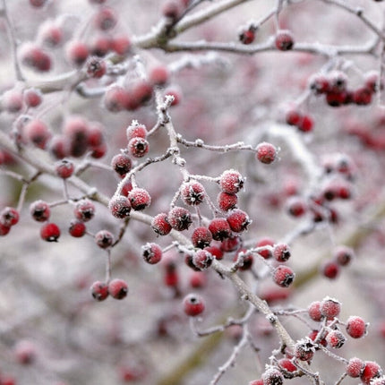 Common Hawthorn Hedging | Crataegus monogyna Shrubs