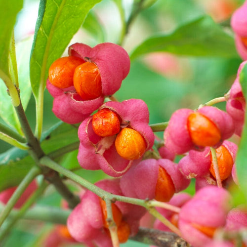European Spindle Hedging | Euonymus europaeus Shrubs