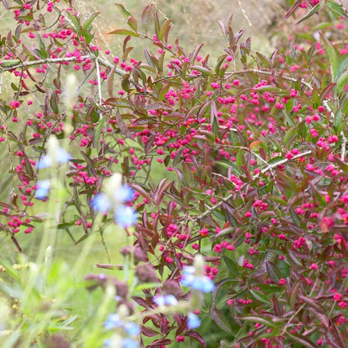European Spindle Hedging | Euonymus europaeus Shrubs
