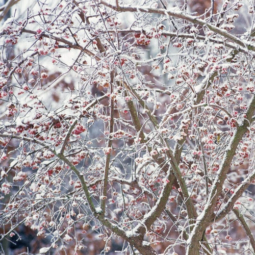 European Spindle Hedging | Euonymus europaeus Shrubs
