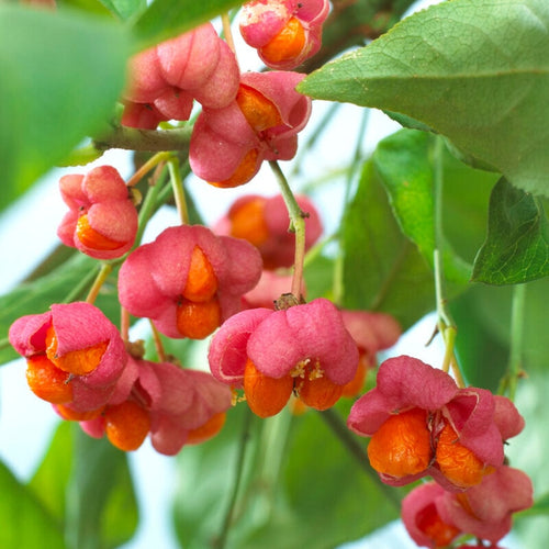 European Spindle Hedging | Euonymus europaeus Shrubs