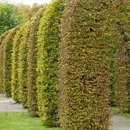 Common Beech Hedging | Fagus sylvatica Shrubs